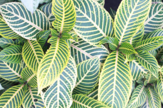 Afelandra stercząca