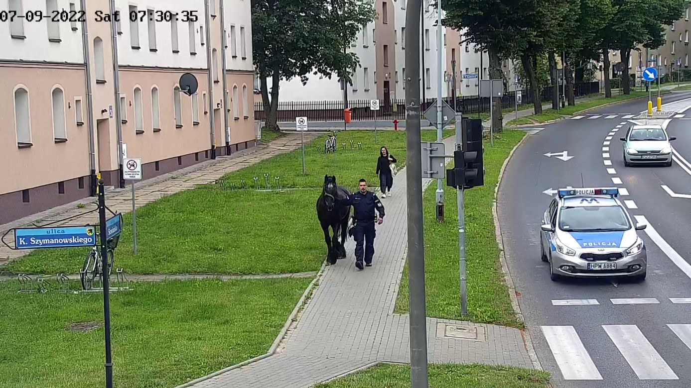 Konik na gigancie. Niecodzienna akcja w centrum Szczecinka
