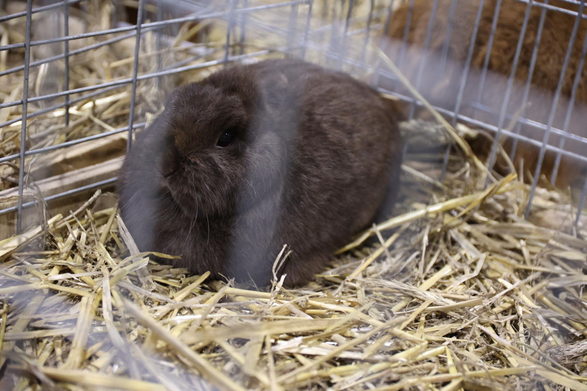 Zoopark 2024 w Lublinie. Można podziwiać wiele gatunków zwierząt