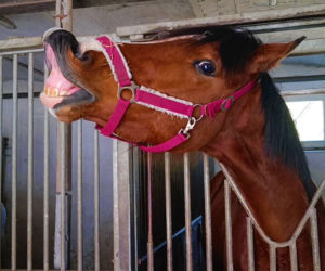 Konna święconka w Szczecinie