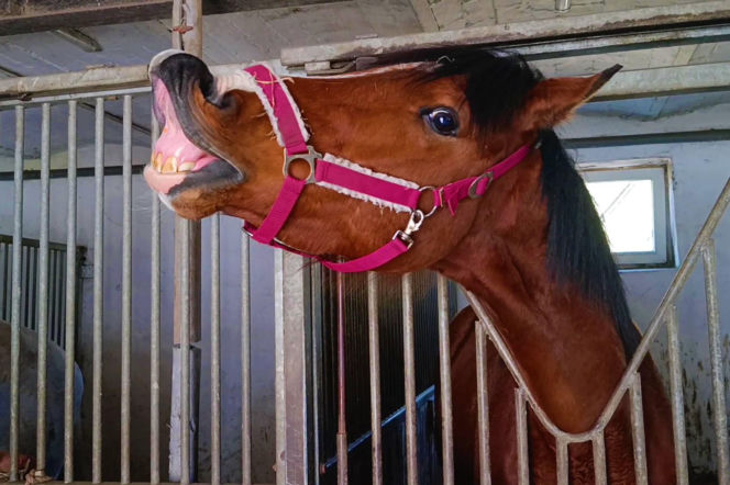 Konna święconka w Szczecinie