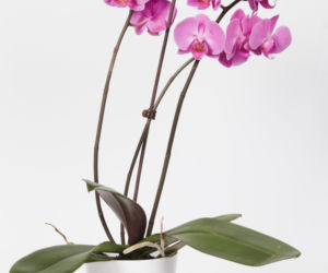 Phalaenopsis