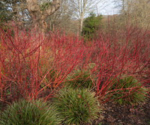 Posadź w ogrodzie drzewa i krzewy o ozdobnej korze