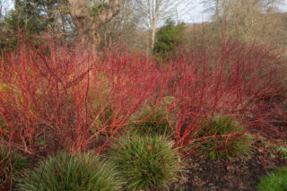 Posadź w ogrodzie drzewa i krzewy o ozdobnej korze