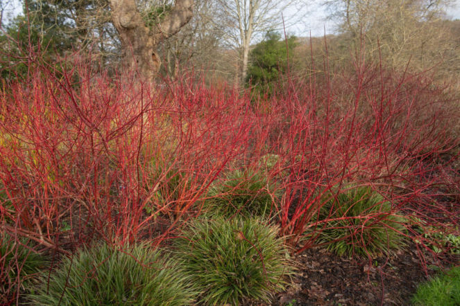 Dereń biały 'Sibirica'