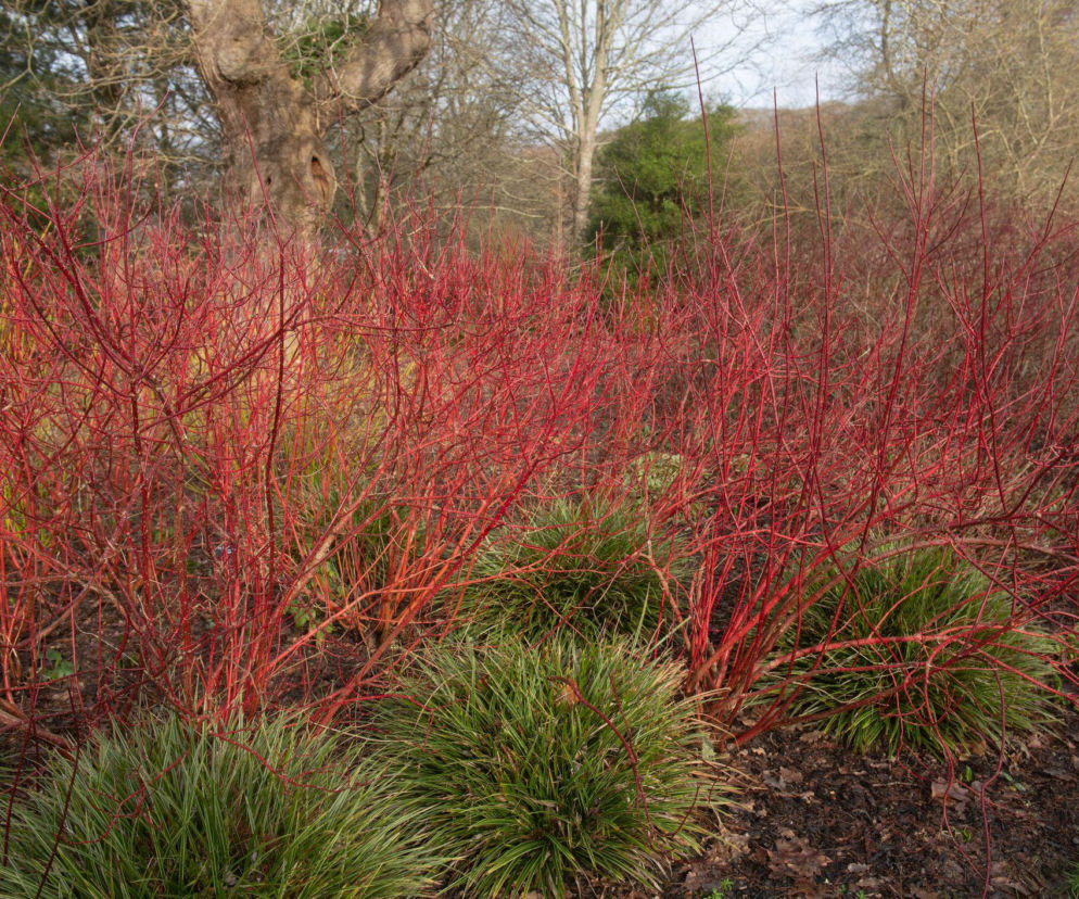 Posadź w ogrodzie drzewa i krzewy o ozdobnej korze
