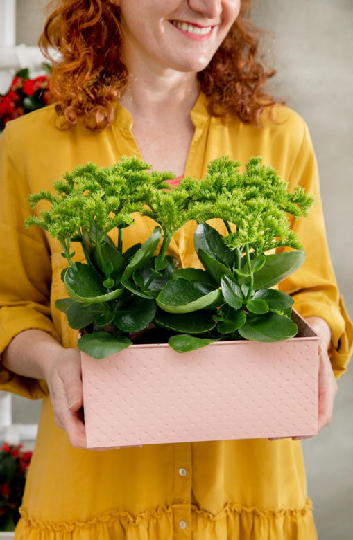 Kalanchoe