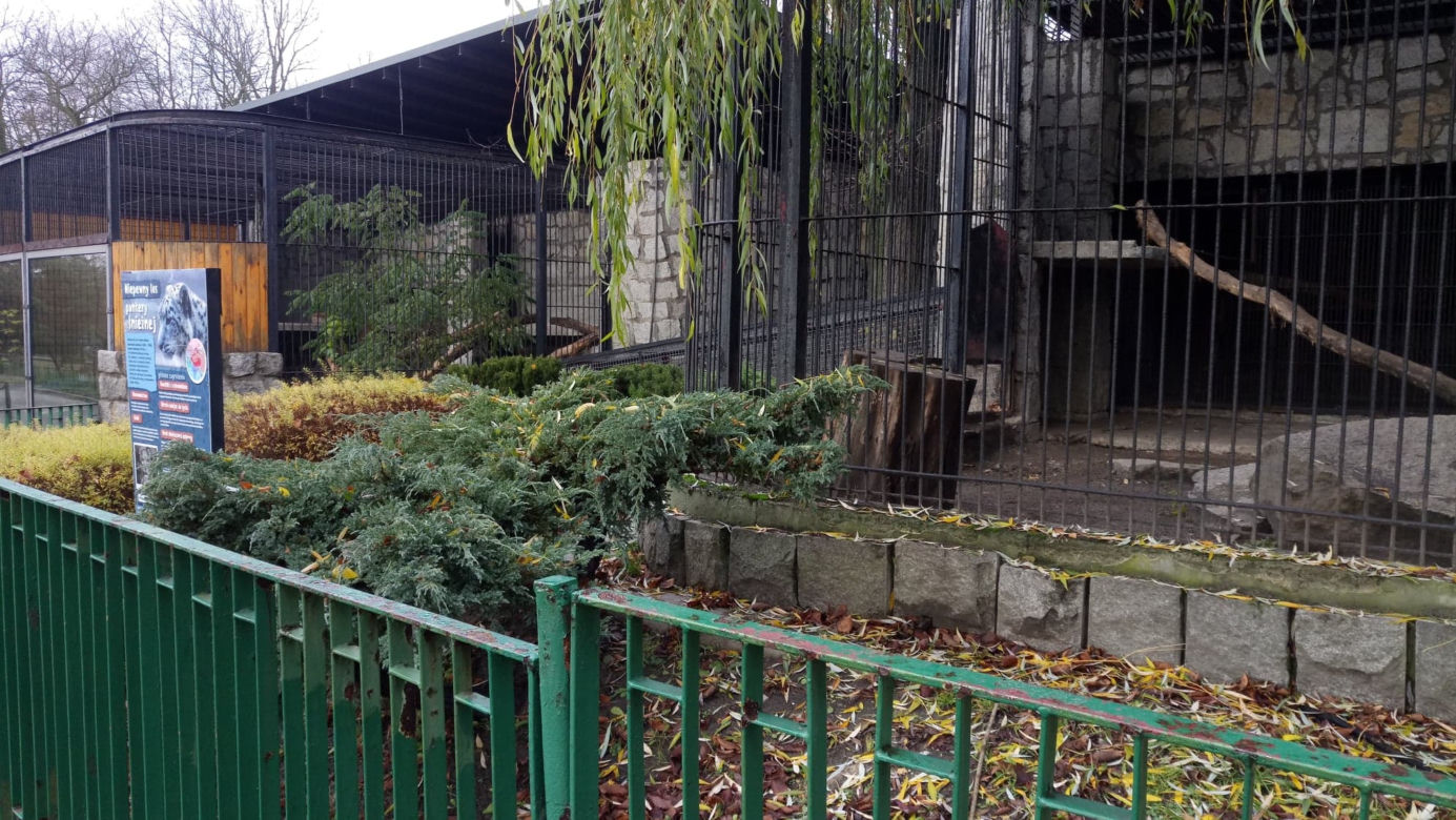 Pracownicy śląskiego ZOO chcą ratować pantery śnieżne