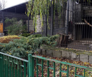 Pracownicy śląskiego ZOO chcą ratować pantery śnieżne