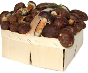 Grzyby