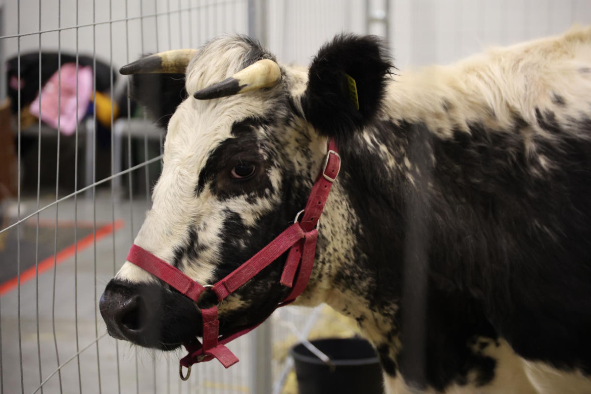 Zoopark 2024 w Lublinie. Można podziwiać wiele gatunków zwierząt