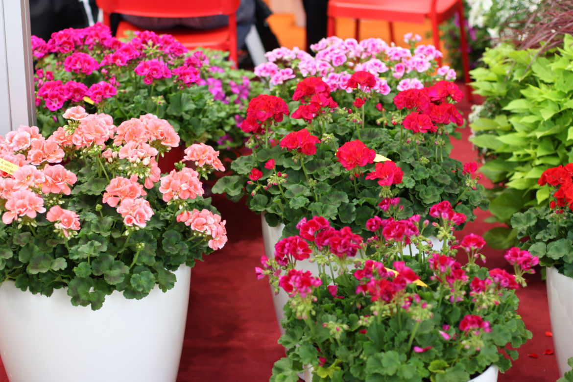 10. Kwiaty na balkon. Pelargonia - klasyka, która zawsze dobrze wygląda