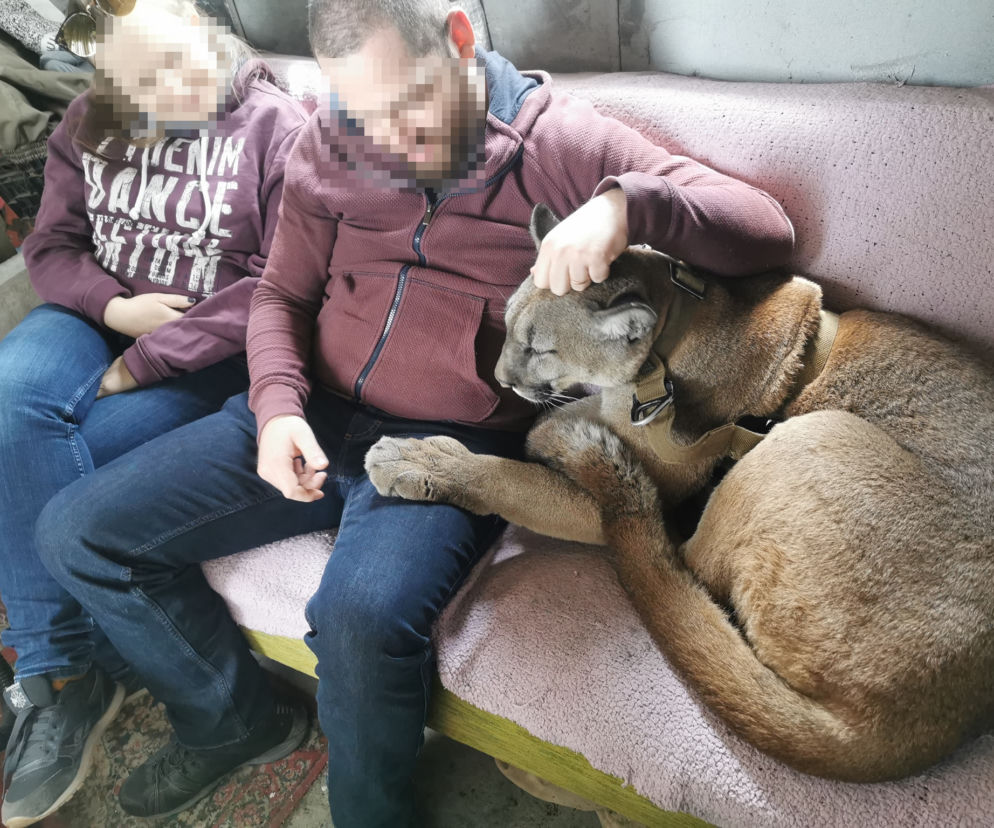 Śląskie: Dramatyczna akcja! Weteran z Afganistanu i puma: To moje dziecko