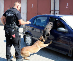 Szkolenie psów policyjnych w Bielsku Podlaskim. Zobacz, jak przebiega