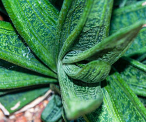 Gasteria
