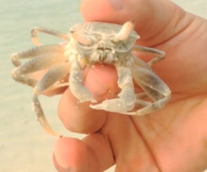 Natalia Siwiec, krab