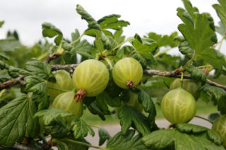 Agrest 'Biały Triumf' - Ribes uva-crispa `Biały Triumf`