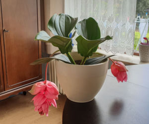 Medinilla wspaniała