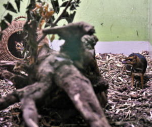 Myszojeleń we wrocławskim zoo osiągnął już rozmiary dorosłego osobnika