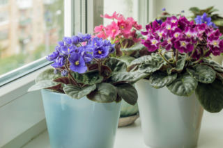 Fiołek afrykański – sekrety pielęgnacji, które musisz znać!