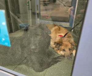 Akcja ratunkowa w likwidowanym schronisku Kocham Psisko w Mąkosach Nowych