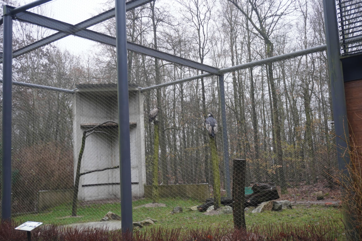 Zoo w Poznaniu zimą