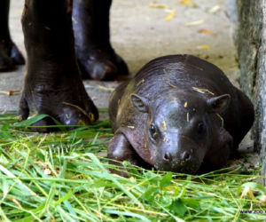 Hipopotam karłowaty z wrocławskiego zoo