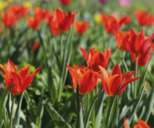 tulipany-lilioksztaltne.jpg