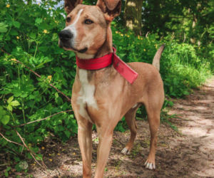 Niemałe pieniądze z akcji „Ciastko z Misją”. Dla schroniska w Henrykowie koło Leszna