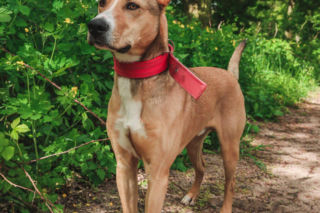 Niemałe pieniądze z akcji „Ciastko z Misją”. Dla schroniska w Henrykowie koło Leszna