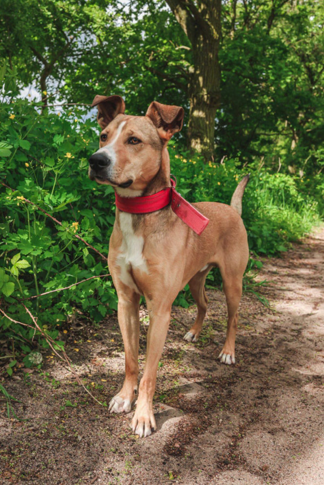 Niemałe pieniądze z akcji „Ciastko z Misją”. Dla schroniska w Henrykowie koło Leszna