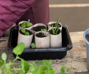 Kupisz w Biedronce i Lidlu, a po zużyciu posadzisz pomidory w rozsadzie. Świetny sposób na sadzonki bez kupowania plastikowych doniczek. Wysiew pomidorów zimą  