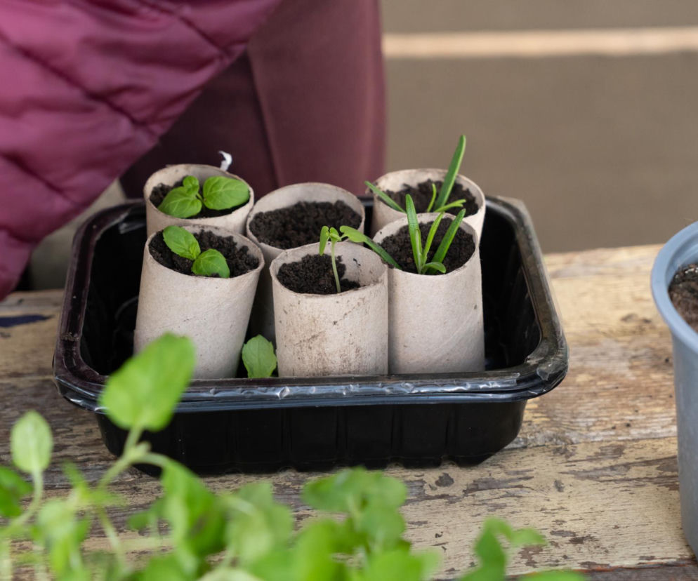 Rozsada z papieru toaletowego 