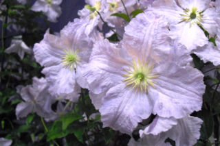 Powojnik wielkokwiatowy 'Błękitny Anioł' - Clematis 'Błękitny Anioł'