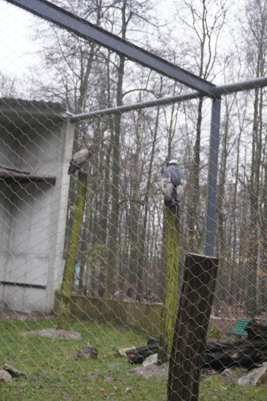 Zoo w Poznaniu zimą
