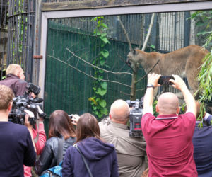 Trzymał w domu pumę. Został skazany