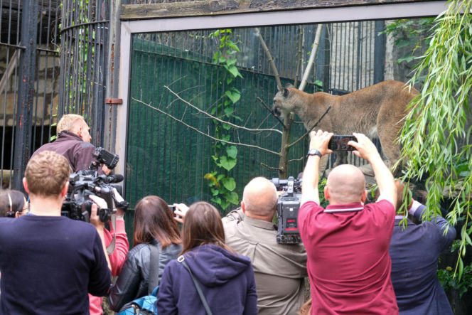 Trzymał w domu pumę. Został skazany
