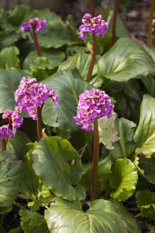Bergenia