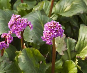 Bergenia