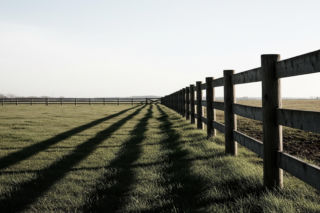 Wataha psów zagryzła zwierzęta pod Siedlcami. Co wydarzyło się na posesji pana Adama?