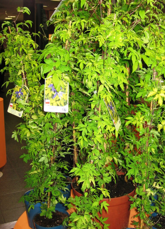 Powojnik 'Stolwijk Gold'