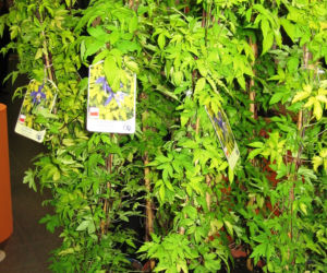 Powojnik 'Stolwijk Gold'