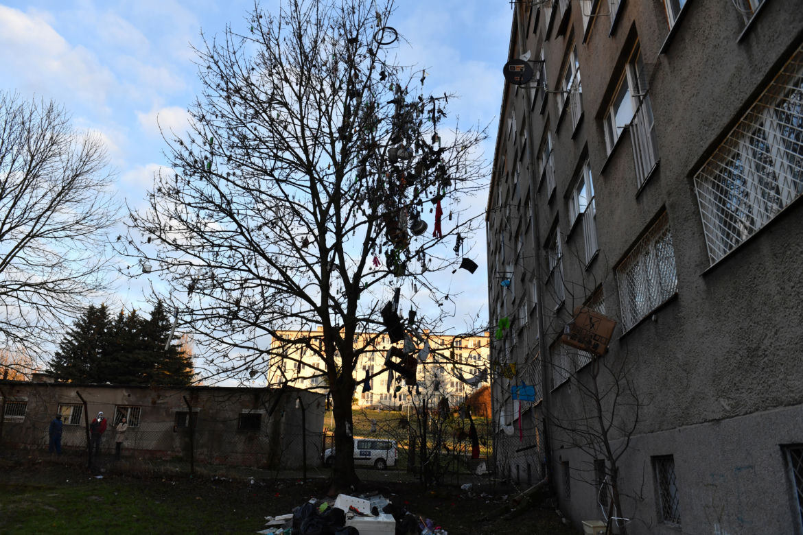 Szczecin: Drzewo śmietnik