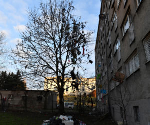 Szczecin: Drzewo śmietnik
