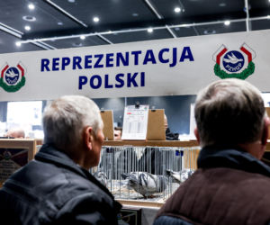 Katowice stolicą gołębiarstwa. Za nami 17. edycja EXPOGołębie. To największa tego typu impreza w Europie