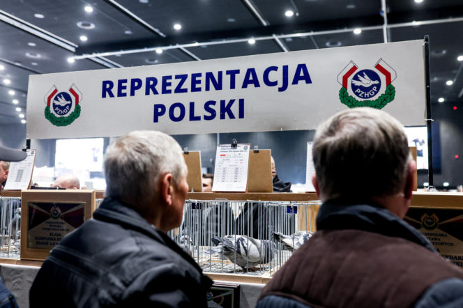Katowice stolicą gołębiarstwa. Za nami 17. edycja EXPOGołębie. To największa tego typu impreza w Europie