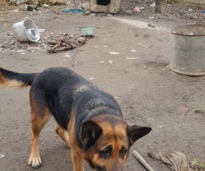 Pies miał łańcuch WROŚNIĘTY W SZYJĘ. Po uwolnieniu od właściciela skakał z radości