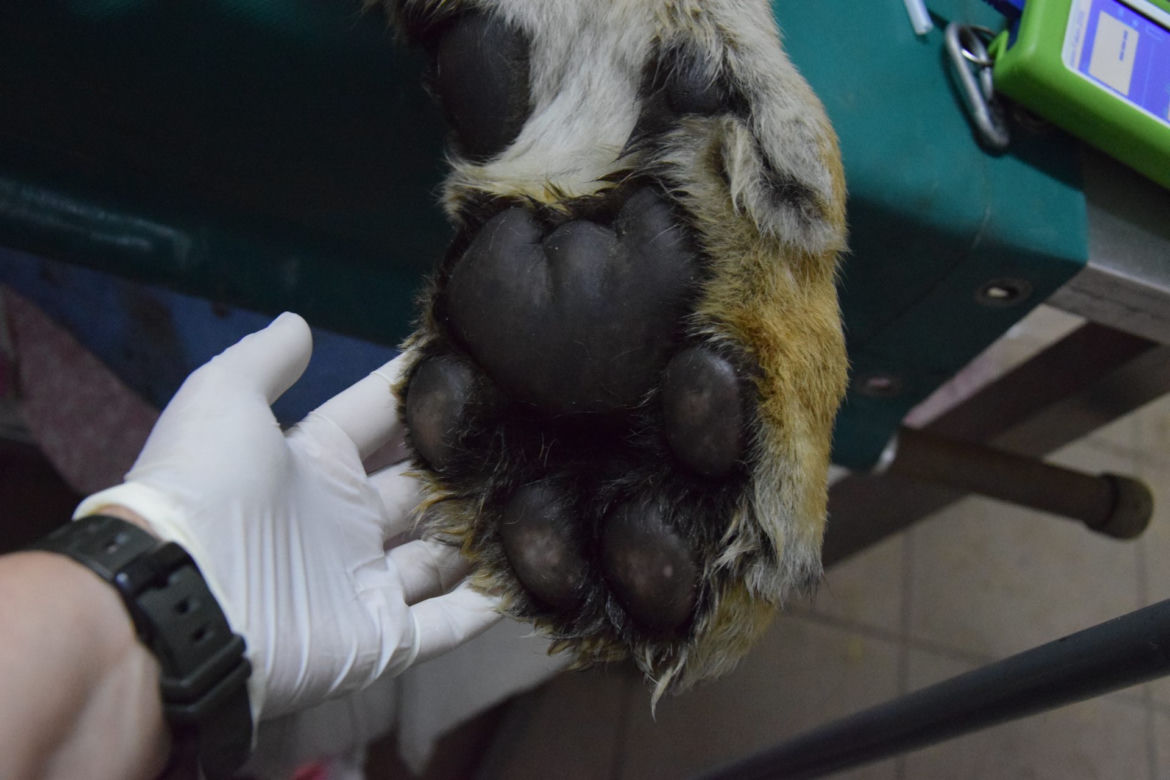Operowany tygrys w poznańskim ZOO walczy o życie