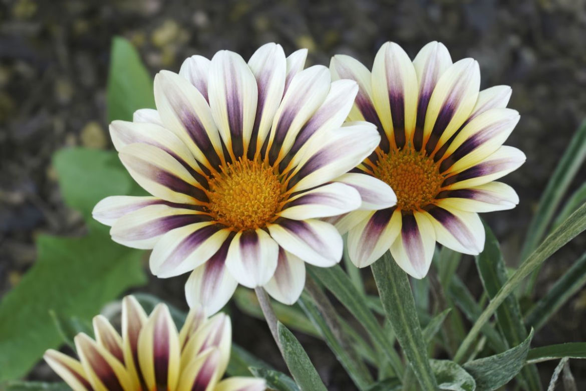 Gazania
