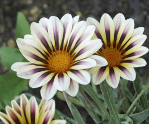 Gazania